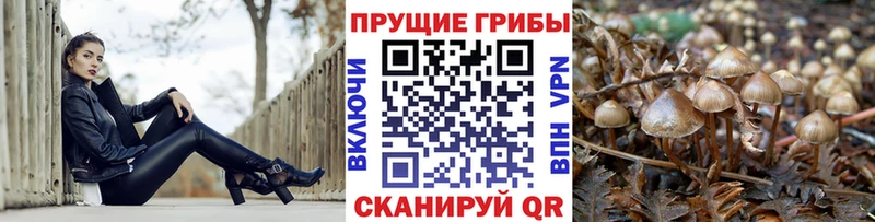 Галлюциногенные грибы Psilocybe  где найти наркотики  Кондопога 